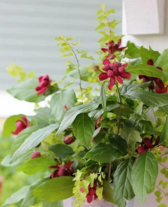 2 Carolina Allspice Live Plants - 10-16" Tall Sweet Shrubs Quart Pots - Image 6