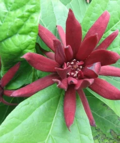 2 Carolina Allspice Live Plants - 10-16