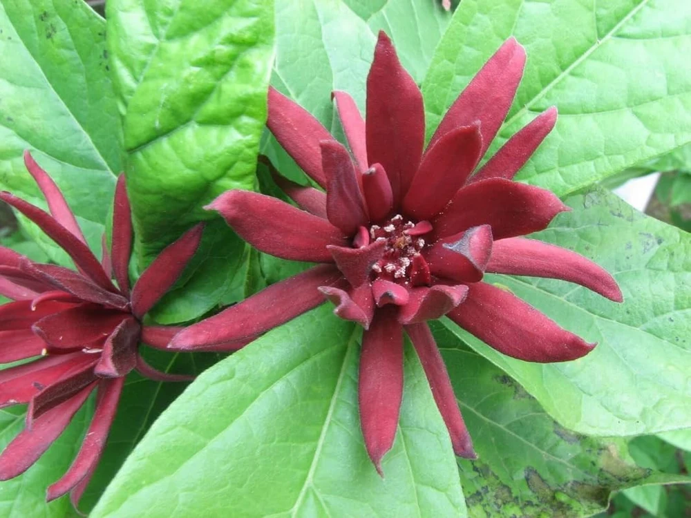 2 Carolina Allspice Live Plants - 10-16" Tall Sweet Shrubs Quart Pots - Image 7
