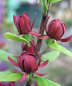 2 Carolina Allspice Live Plants - 10-16