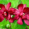 2 Carolina Allspice Live Plants - 10-16" Tall Sweet Shrubs Quart Pots - Image 1