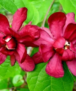 2 Carolina Allspice Live Plants - 10-16