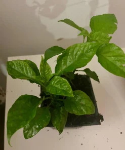 2 Carolina Reaper Live Plants – Extreme Hot Pepper 4 inch Pot - Image 2