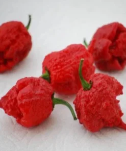 2 Carolina Reaper Live Plants – Extreme Hot Pepper 4 inch Pot - Image 3