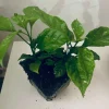 2 Carolina Reaper Live Plants – Extreme Hot Pepper 4 inch Pot - Image 1