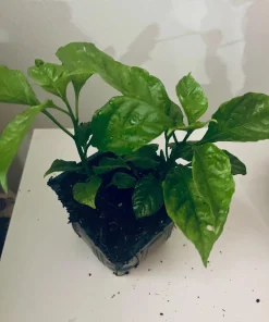 2 Carolina Reaper Live Plants – Extreme Hot Pepper 4 inch Pot - Image 1
