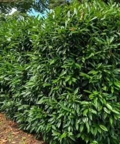 2 Cherry Laurel Prunus Caroliniana Live Plants – 6-12
