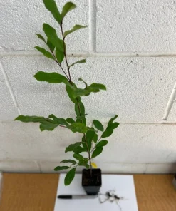 2 Cherry Laurel Prunus Caroliniana Live Plants – 6-12