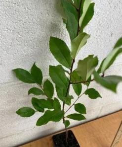 2 Cherry Laurel Prunus Caroliniana Live Plants – 6-12