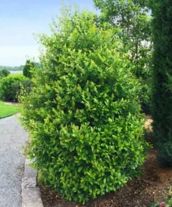 2 Cherry Laurel Prunus Caroliniana Live Plants – 6-12