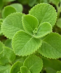 2 Cuban Oregano Live Plants 4-6 Inch Tall - Fragrant Herb for Indoor & Outdoor Garden - Image 2