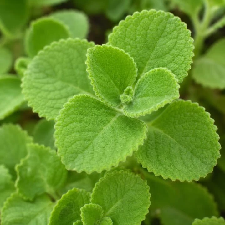 2 Cuban Oregano Live Plants 4-6 Inch Tall - Fragrant Herb for Indoor & Outdoor Garden - Image 2