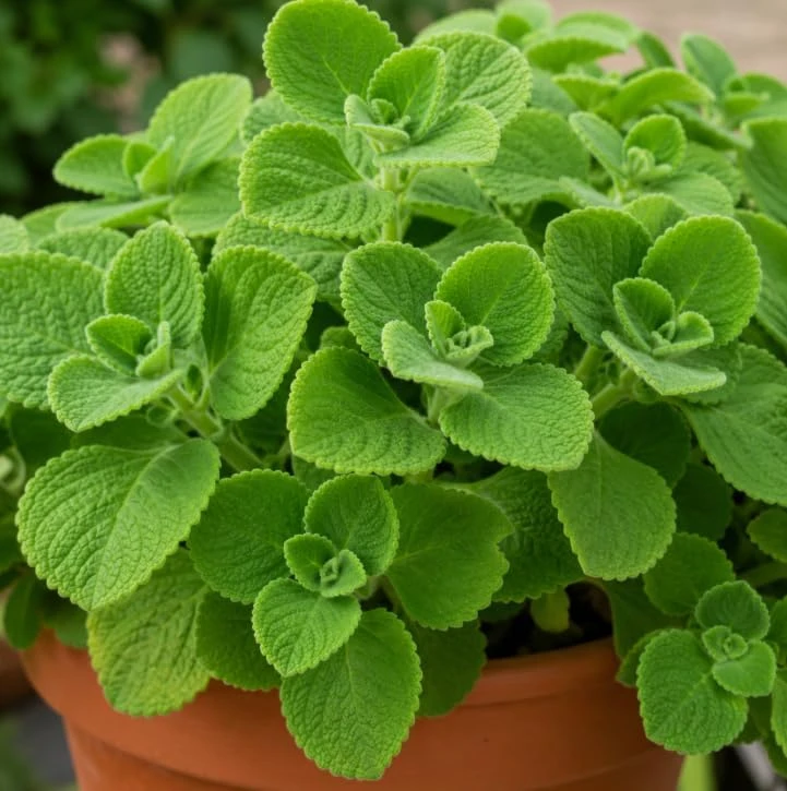 2 Cuban Oregano Live Plants 4-6 Inch Tall - Fragrant Herb for Indoor & Outdoor Garden - Image 3