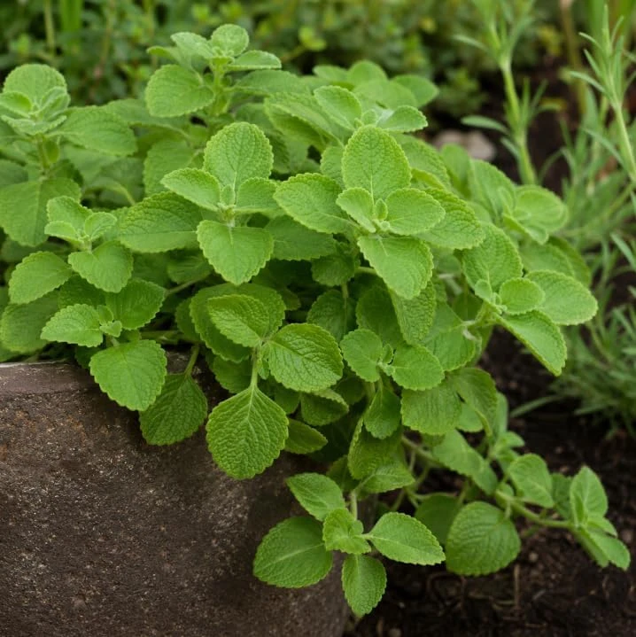 2 Cuban Oregano Live Plants 4-6 Inch Tall - Fragrant Herb for Indoor & Outdoor Garden - Image 4