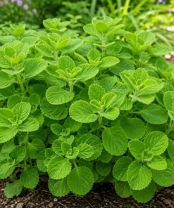 2 Cuban Oregano Live Plants 4-6 Inch Tall - Fragrant Herb for Indoor & Outdoor Garden - Image 5