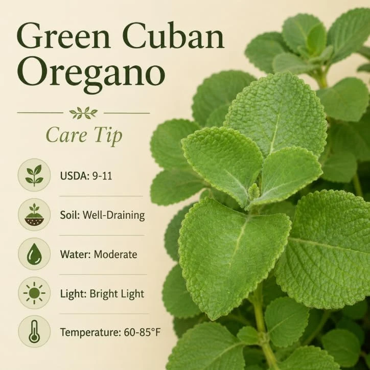 2 Cuban Oregano Live Plants 4-6 Inch Tall - Fragrant Herb for Indoor & Outdoor Garden - Image 6
