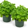 2 Cuban Oregano Live Plants 4-6 Inch Tall - Fragrant Herb for Indoor & Outdoor Garden - Image 1