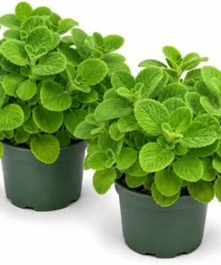 2 Cuban Oregano Live Plants 4-6 Inch Tall - Fragrant Herb for Indoor & Outdoor Garden - Image 1