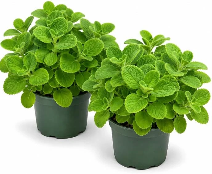 2 Cuban Oregano Live Plants 4-6 Inch Tall - Fragrant Herb for Indoor & Outdoor Garden - Image 1