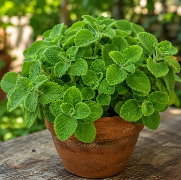 2 Cuban Oregano Live Plants 4-6 Inch Tall - Fragrant Herb for Indoor & Outdoor Garden - Image 7