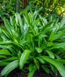 2 Culantro Live Plants 4-6 Inch Tall, Long Coriander Herb in 4 Inch Pot - Image 2