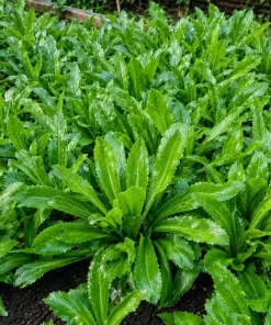 2 Culantro Live Plants 4-6 Inch Tall, Long Coriander Herb in 4 Inch Pot - Image 3