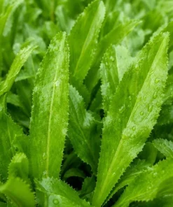 2 Culantro Live Plants 4-6 Inch Tall, Long Coriander Herb in 4 Inch Pot - Image 4