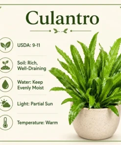2 Culantro Live Plants 4-6 Inch Tall, Long Coriander Herb in 4 Inch Pot - Image 5