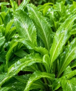 2 Culantro Live Plants 4-6 Inch Tall, Long Coriander Herb in 4 Inch Pot - Image 7