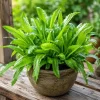 2 Culantro Live Plants 4-6 Inch Tall, Long Coriander Herb in 4 Inch Pot - Image 1