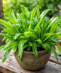 2 Culantro Live Plants 4-6 Inch Tall, Long Coriander Herb in 4 Inch Pot - Image 1