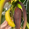 2 Dwarf Cavendish Banana Tree Live Plant Plugs - Fruiting Tropical Houseplant - Image 1