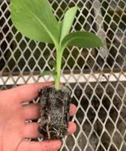 2 Dwarf Cavendish Banana Tree Live Plant Plugs - Fruiting Tropical Houseplant - Image 7
