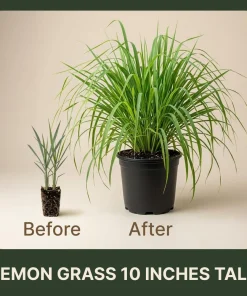 2 Lemongrass Live Plants, 4-6 Inch Tall, Fragrant Herb for Containers & Outdoors - Image 2