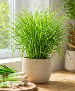 2 Lemongrass Live Plants, 4-6 Inch Tall, Fragrant Herb for Containers & Outdoors - Image 3