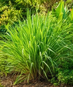 2 Lemongrass Live Plants, 4-6 Inch Tall, Fragrant Herb for Containers & Outdoors - Image 4