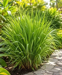 2 Lemongrass Live Plants, 4-6 Inch Tall, Fragrant Herb for Containers & Outdoors - Image 7