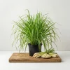 2 Lemongrass Live Plants, 4-6 Inch Tall, Fragrant Herb for Containers & Outdoors - Image 1