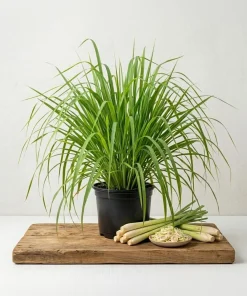 2 Lemongrass Live Plants, 4-6 Inch Tall, Fragrant Herb for Containers & Outdoors - Image 1