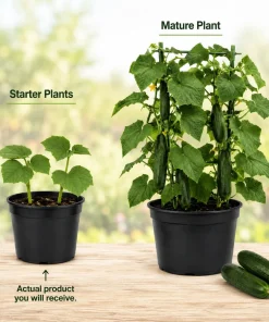 2 Live Cucumber Plants for Planting, 3-5 Inch Tall Starter Seedlings, Outdoor Vegetable Garden - Image 4