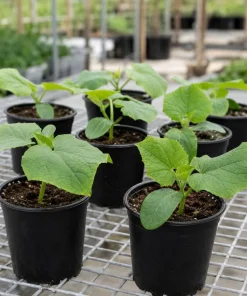 2 Live Cucumber Plants for Planting, 3-5 Inch Tall Starter Seedlings, Outdoor Vegetable Garden - Image 7