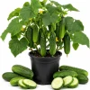 2 Live Cucumber Plants for Planting, 3-5 Inch Tall Starter Seedlings, Outdoor Vegetable Garden - Image 1