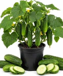 2 Live Cucumber Plants for Planting, 3-5 Inch Tall Starter Seedlings, Outdoor Vegetable Garden - Image 1