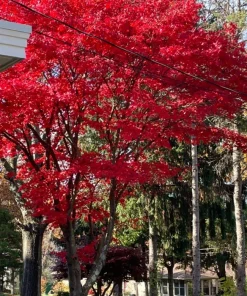 2 live RED maple trees vibrant fall colors Bare Roots 9- 15