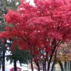2 live RED maple trees vibrant fall colors Bare Roots 9- 15" tall - Image 1