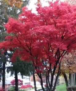 2 live RED maple trees vibrant fall colors Bare Roots 9- 15