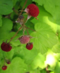2 Live Thimbleberry Plants - 3-4