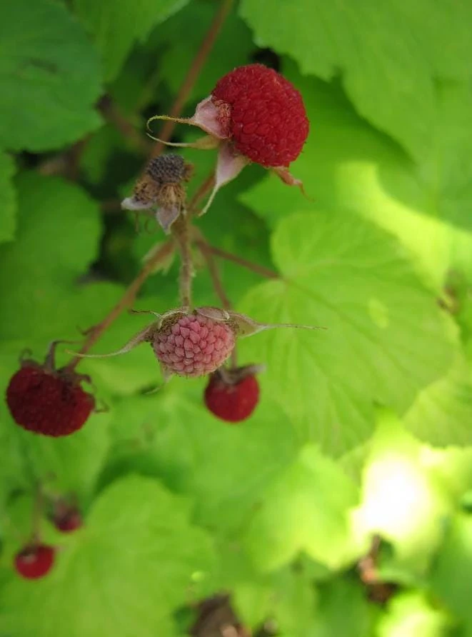 2 Live Thimbleberry Plants - 3-4" Tall, 5" Pot - Native Edible Berry Shrub - Image 2