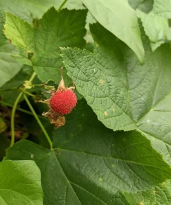 2 Live Thimbleberry Plants - 3-4