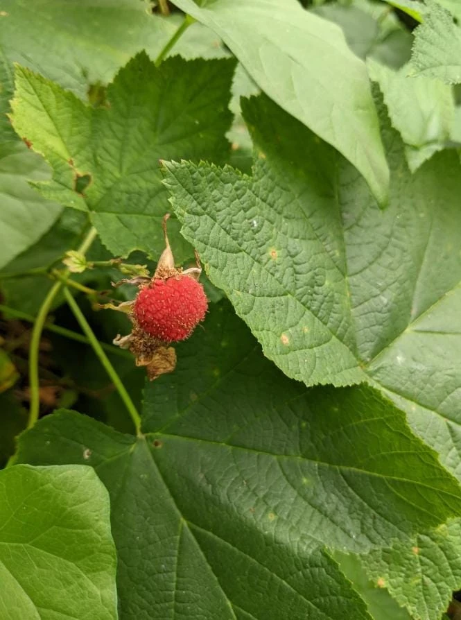 2 Live Thimbleberry Plants - 3-4" Tall, 5" Pot - Native Edible Berry Shrub - Image 3
